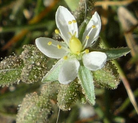 High Resolution Spergularia villosa Flower